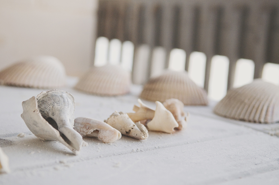 Collecting Seashells on Dog Island Florida