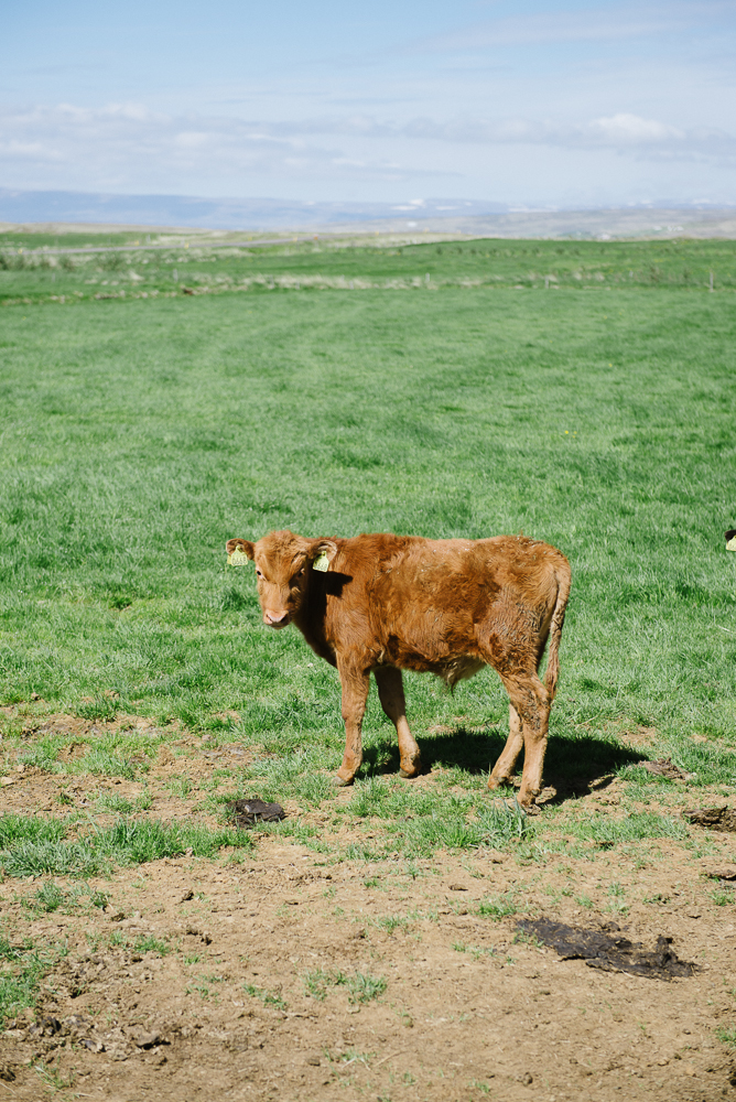 Dairy Cow in Iceland Dairy Cow in Iceland