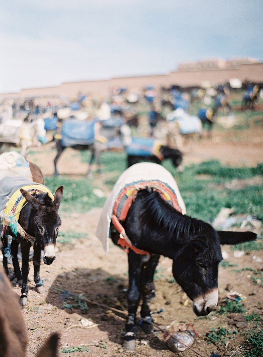 Donkeys in Morocco