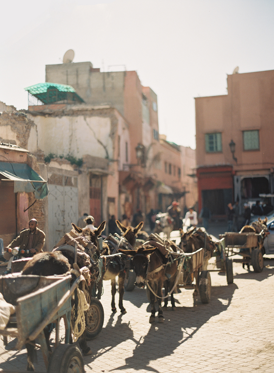 Donkeys in the Streets of Morocco