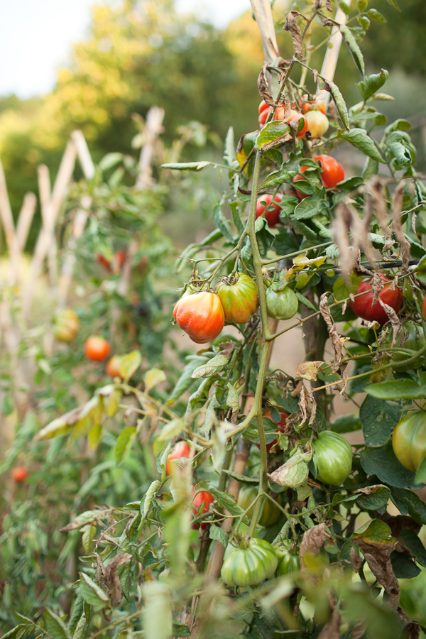 Fresh Tomatoes at La Torre