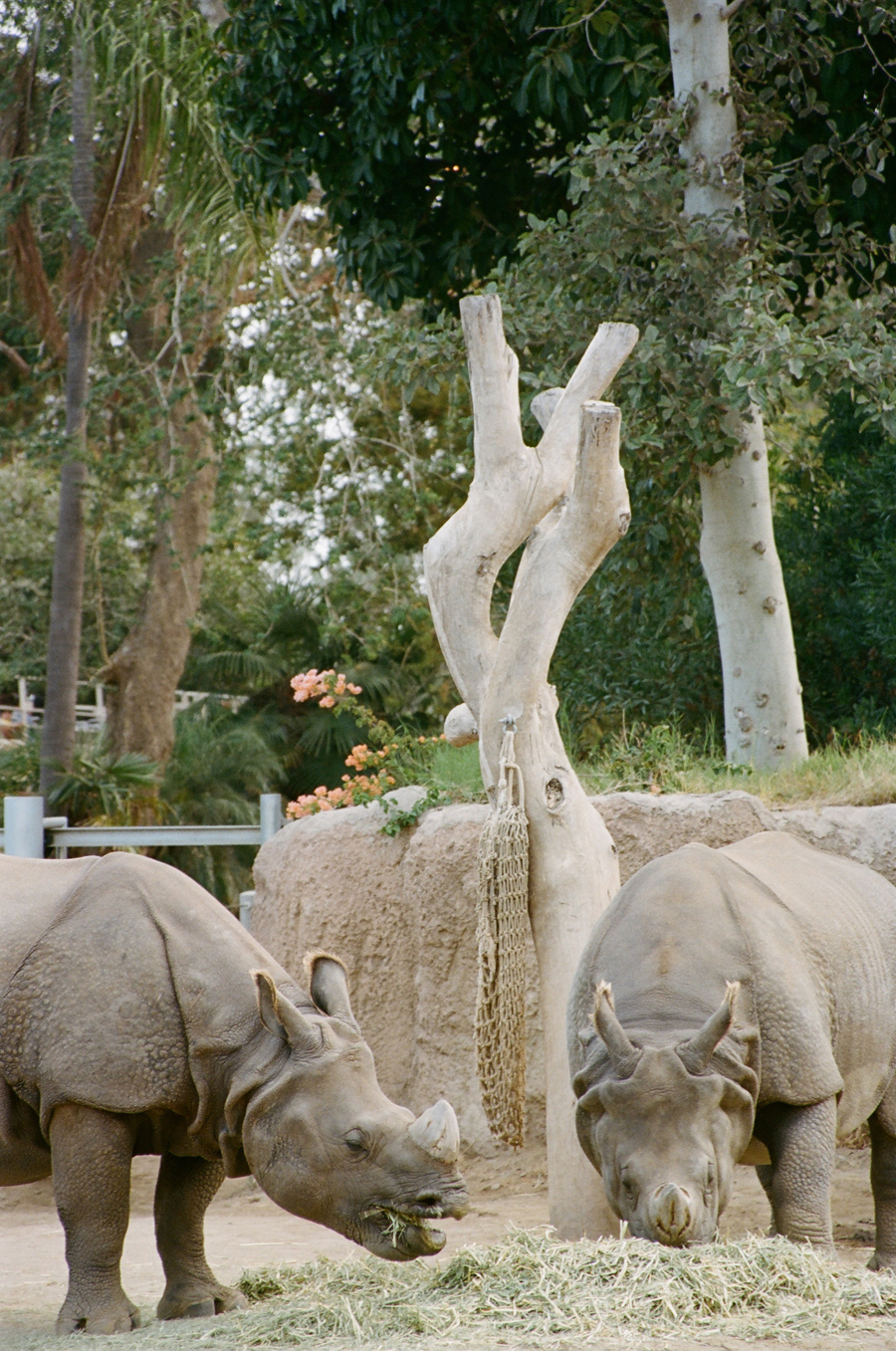 San Diego Zoo Rhinos