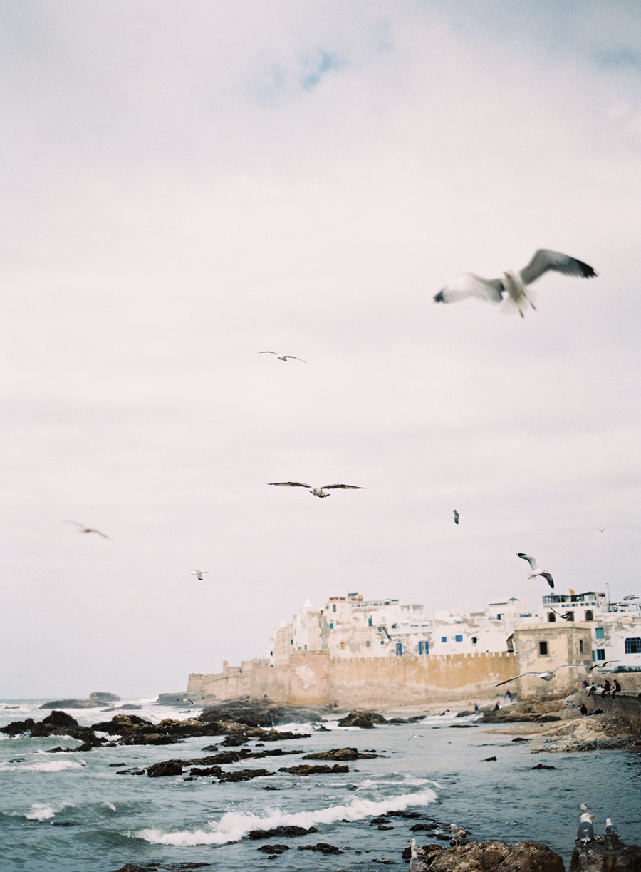 Seagulls on the Coast of Morocco