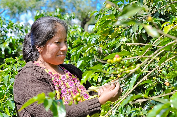 Woman Picking Beans at Finca Filadelfia Coffee Plantation