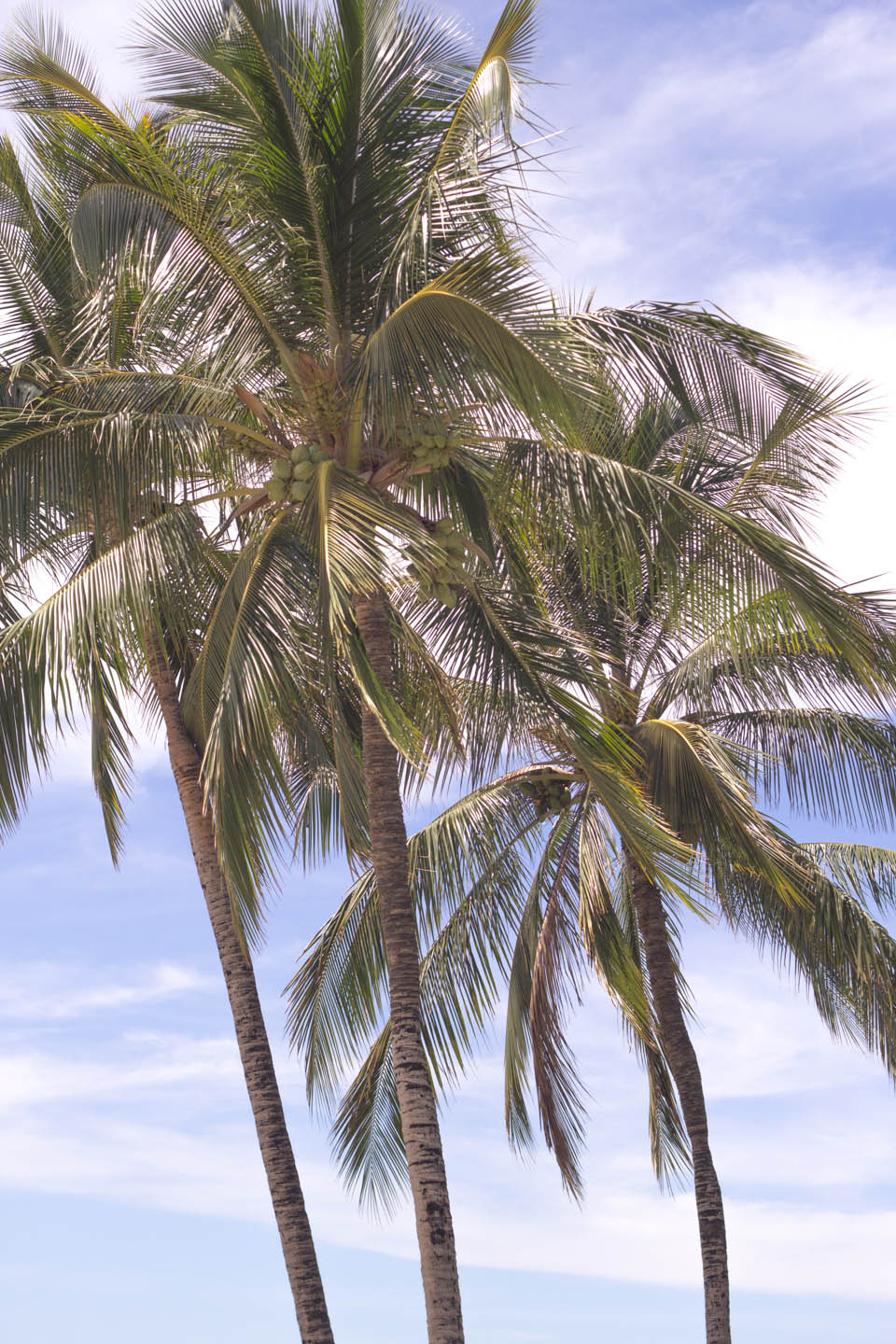 Big Island Resort Palm Trees