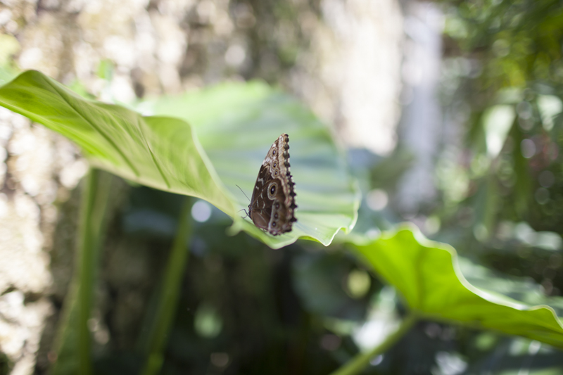 Butterfly at the Fairchild Tropical Botanic Garden