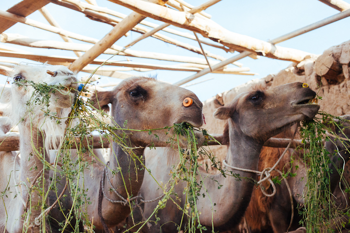 Camels Eating in the Mingsha Sand Dunes