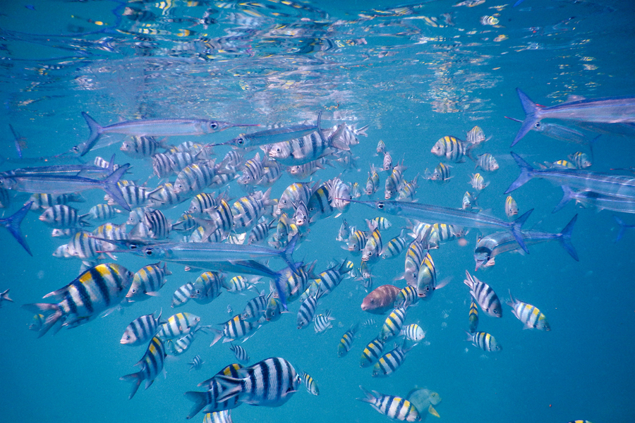 Colorful Fish in Fiji