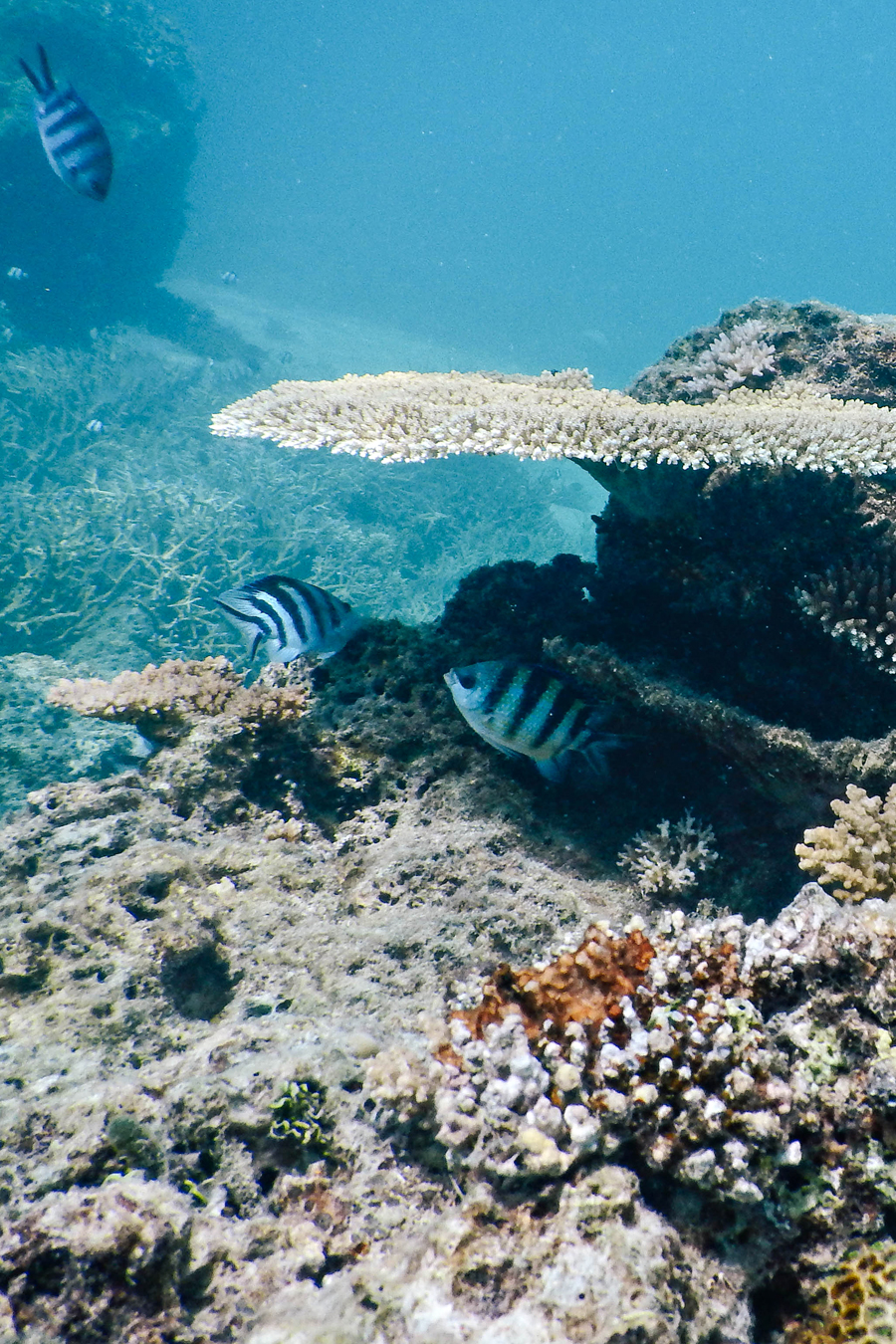 Coral Reefs of Fiji