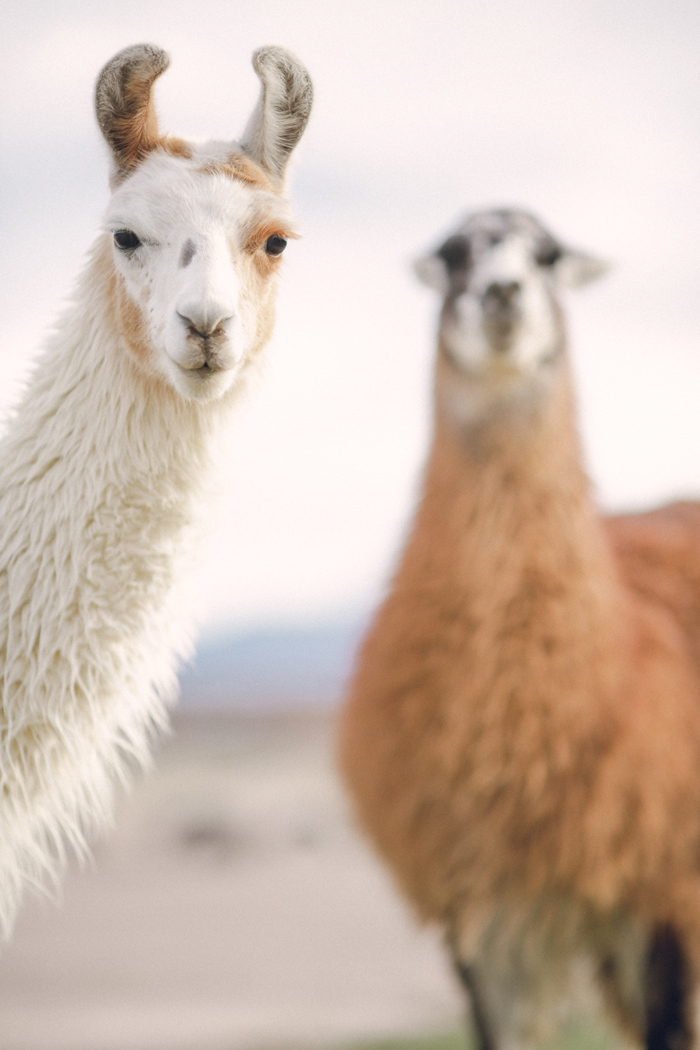 Llamas in Peru - Entouriste
