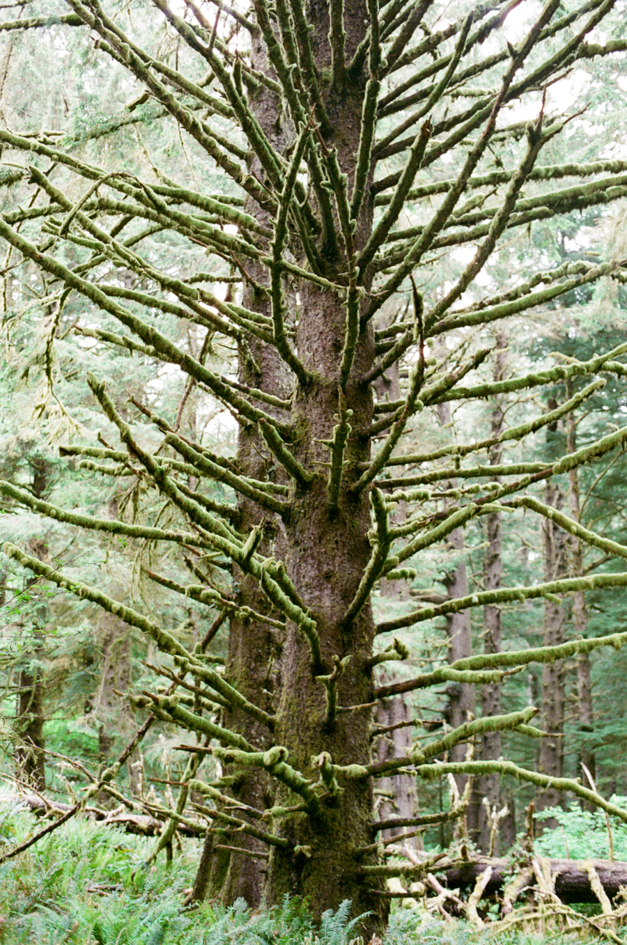 Moss Covered Branches in Oregon