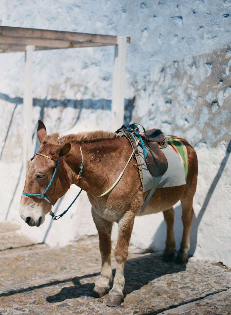 Mule in Santorini