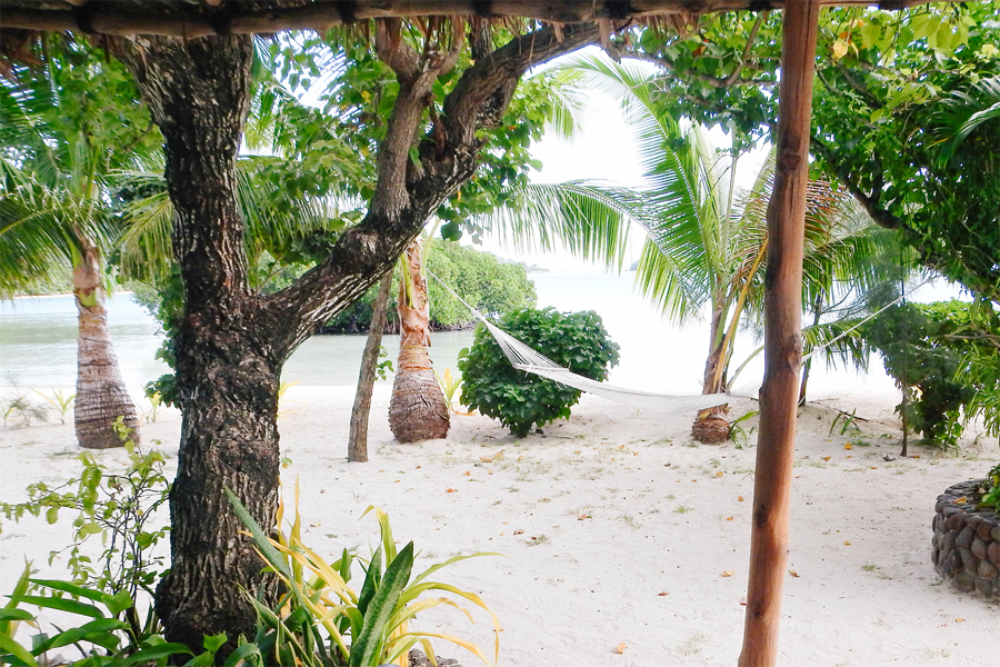 Palm Trees and a Hammock in Fiji Palm Trees and a Hammock in Fiji