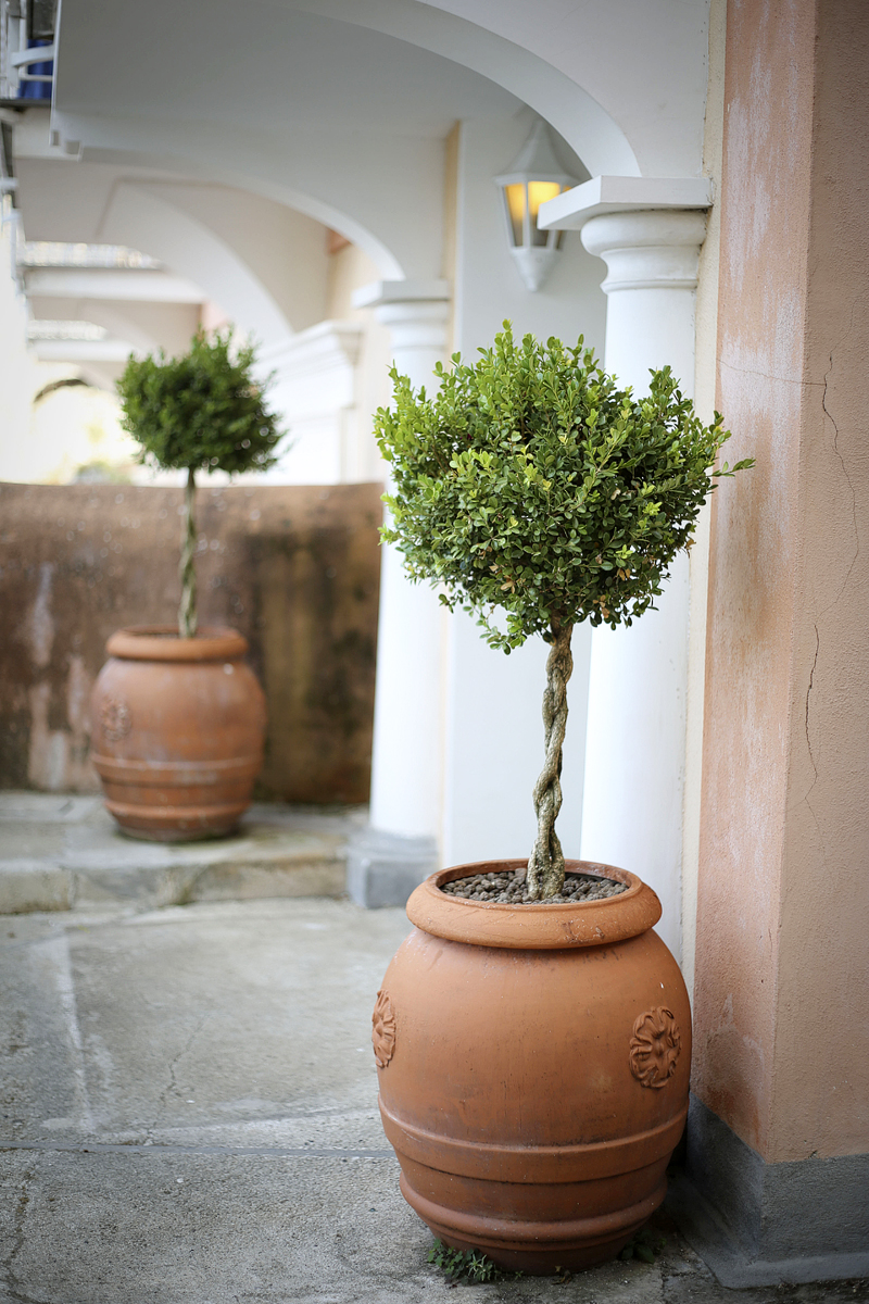 Potted Tree in Positano Italy