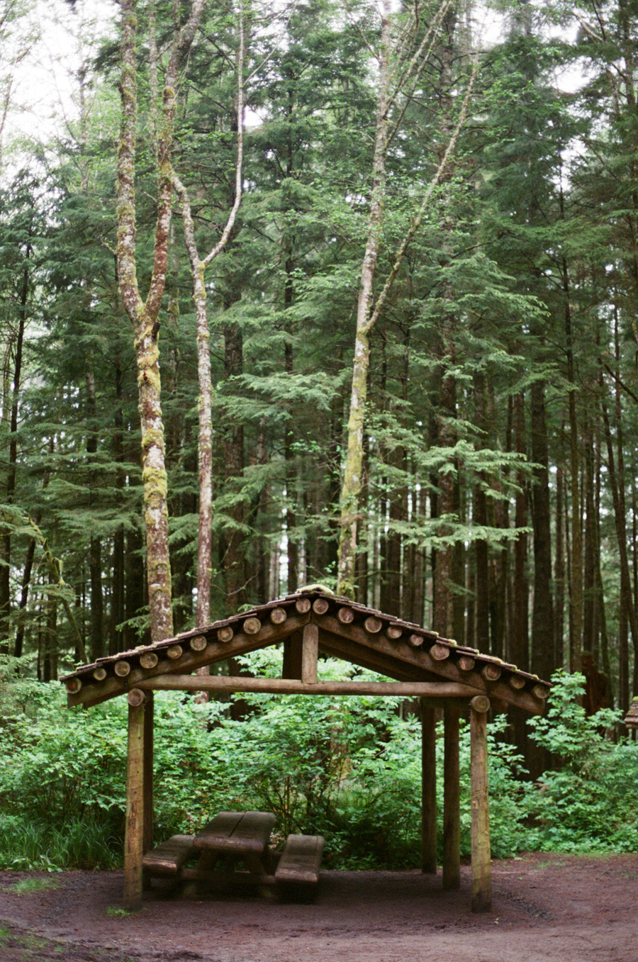 Rain Shelter in Oregon Forest