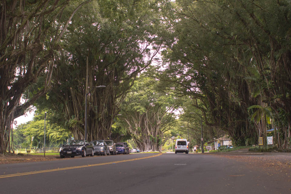 Tree Canopy in Hawaii Entouriste