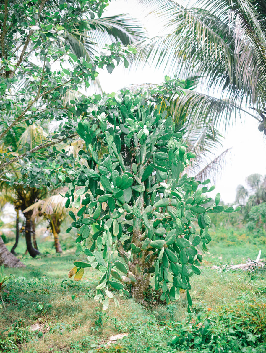 Vegetation of Belize