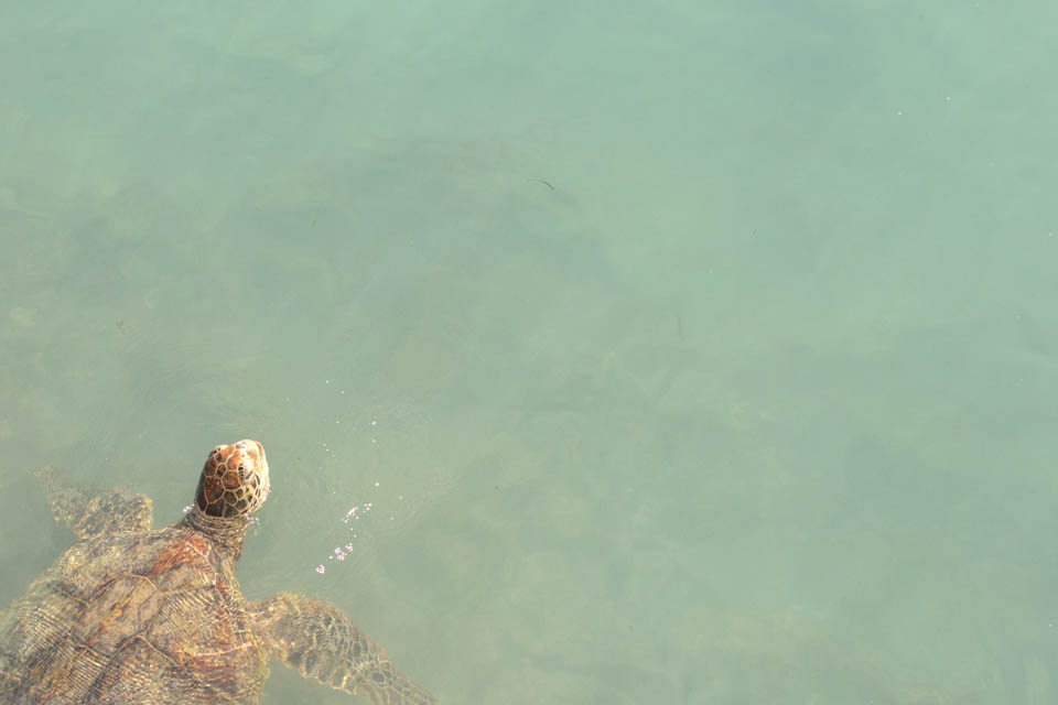 Waikiki Sea Turtle