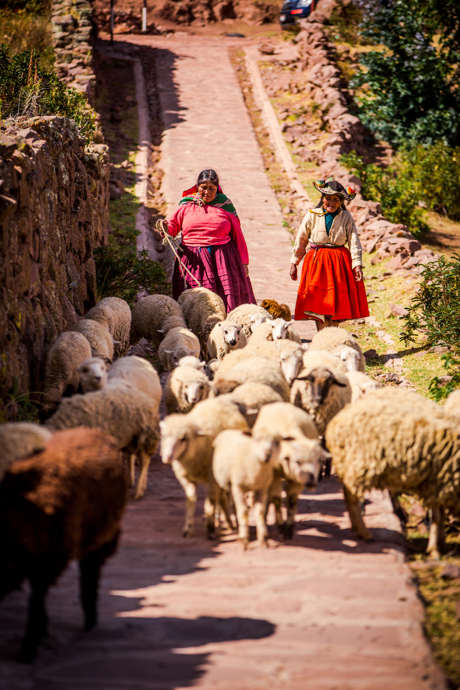 Women Herding Sheep in Peru