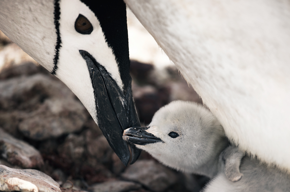 Baby Penguin in Antarctica