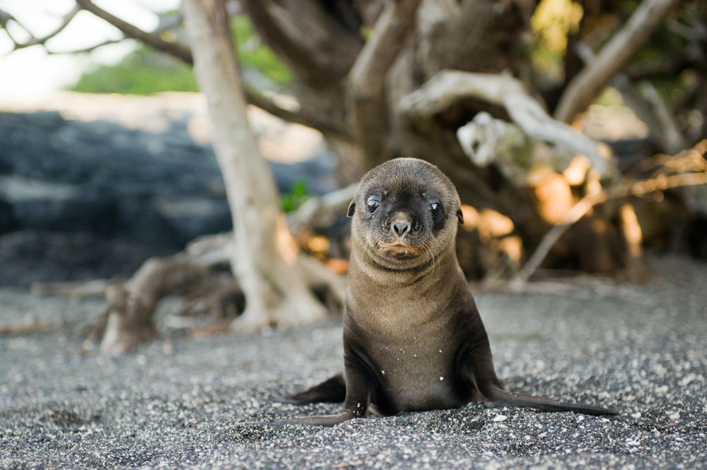 Baby Seal on the Beach in the Galapagos