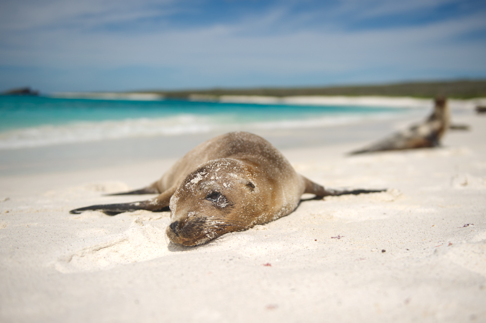 Beached Seal in the Galapagos