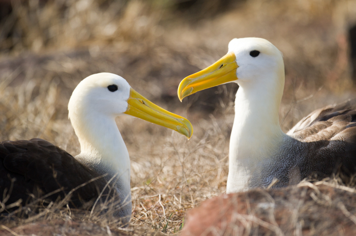 Image result for albatross nesting galapagos