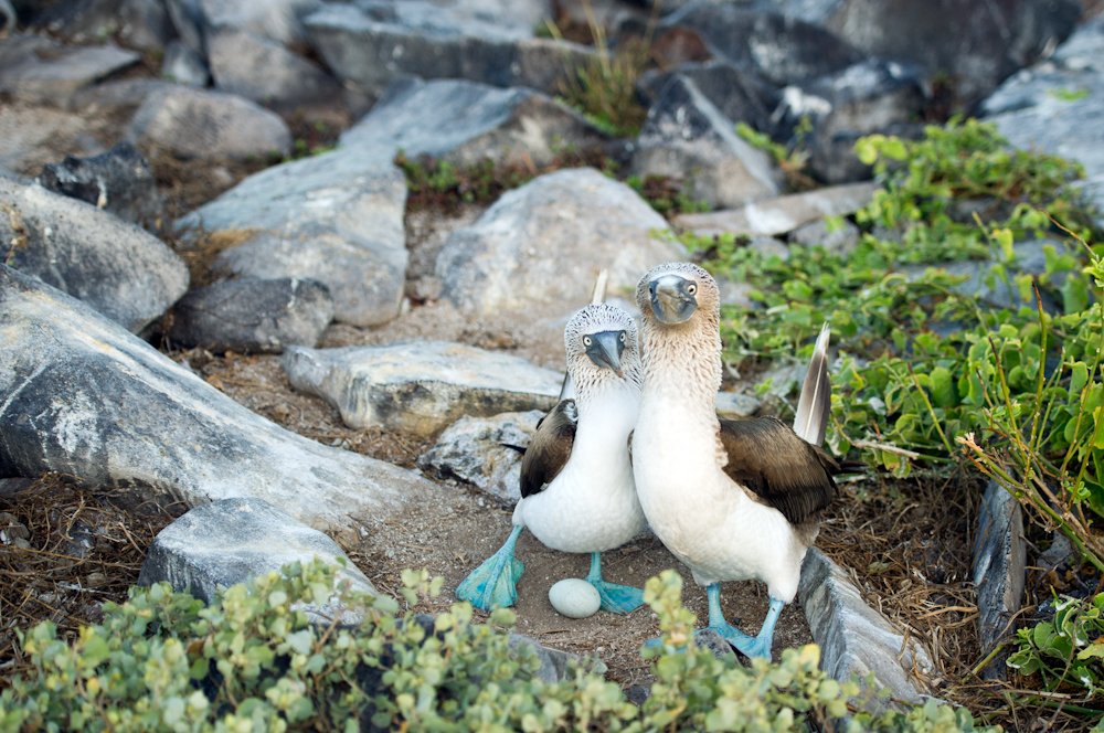 Wildlife in the Galapagos Islands