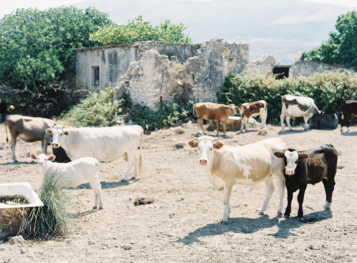 Cattle in Kefalonia Greece