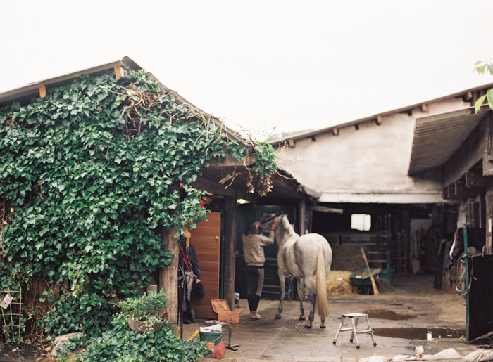 Creeping Ivy and a Horse in Dusseldorf Germany