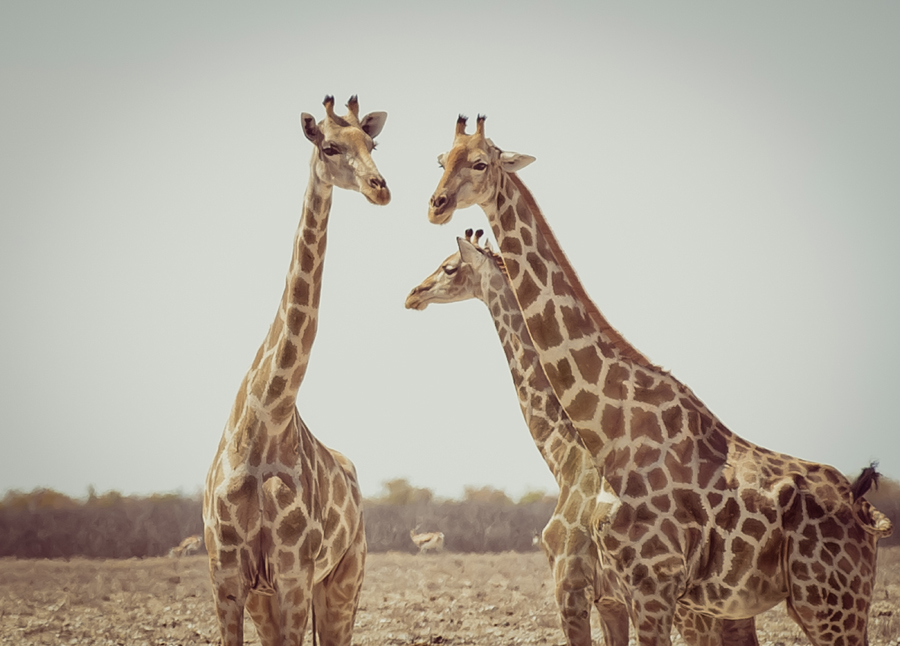 Etosha National Park in Namibia Giraffes