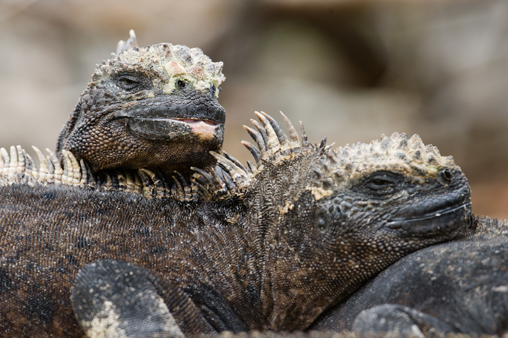 Galapagos Land Iguanas