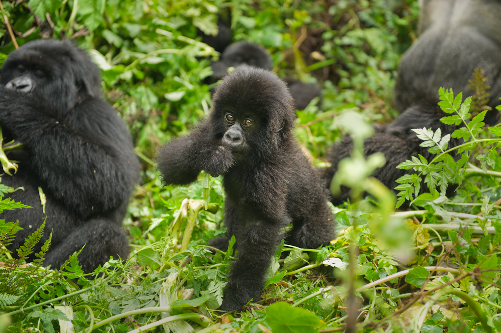 Gorilla Babies in Rwanda