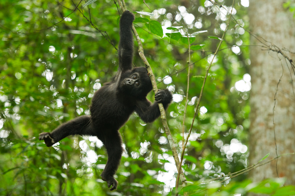 Gorilla Swinging in Rwanda
