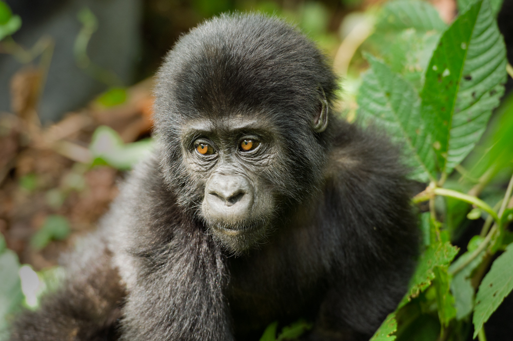 Gorilla Trekking in Rwanda and Uganda