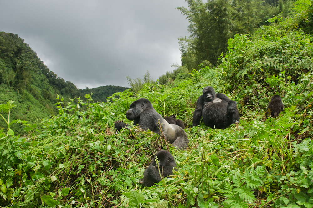 Gorillas in the Hills of Rwanda