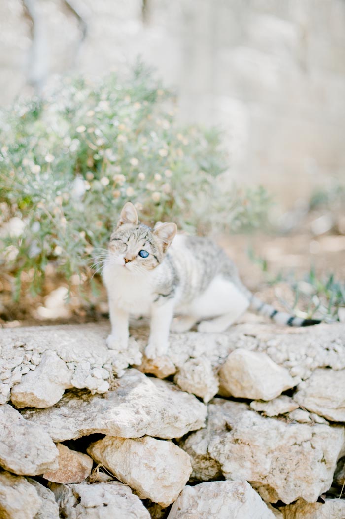 Kitten in Bethlehem