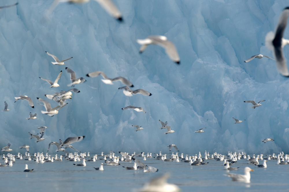 Kittiwakes Swarming in the Arctic