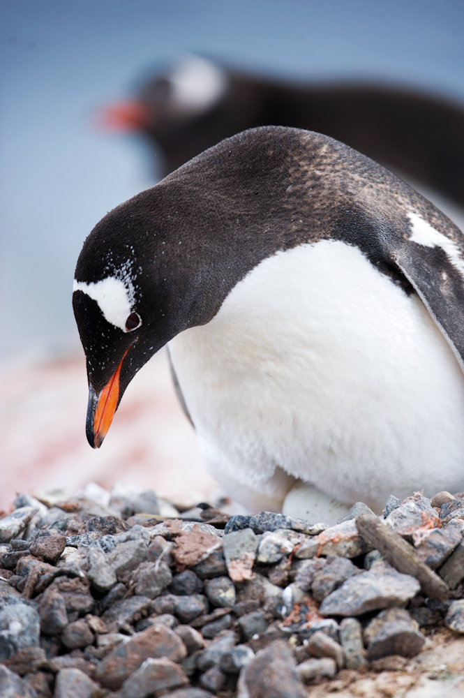 Lone Penguin in Antarctica