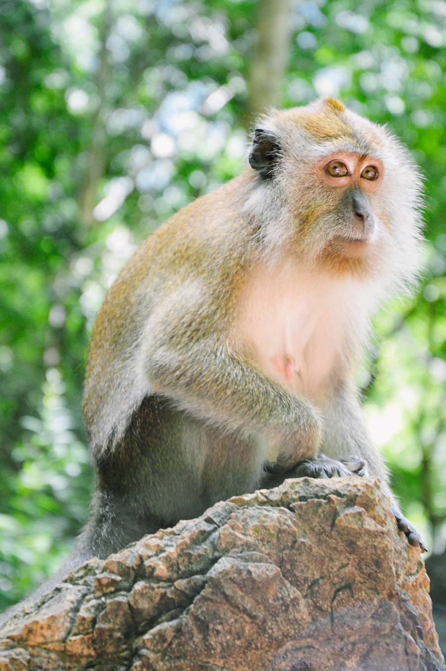 Monkey at Pulau Dayang Bunting in Malaysia