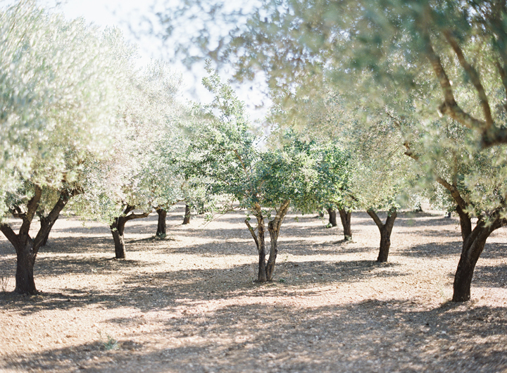 Olive Grove in Kefalonia Greece