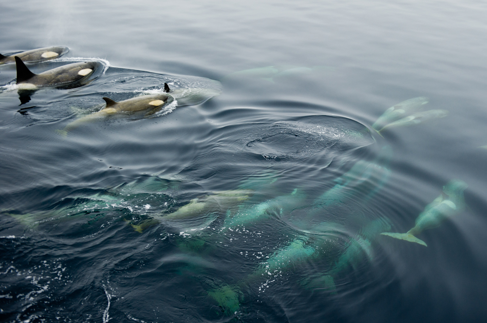 Orcas Swimming in Antarctica