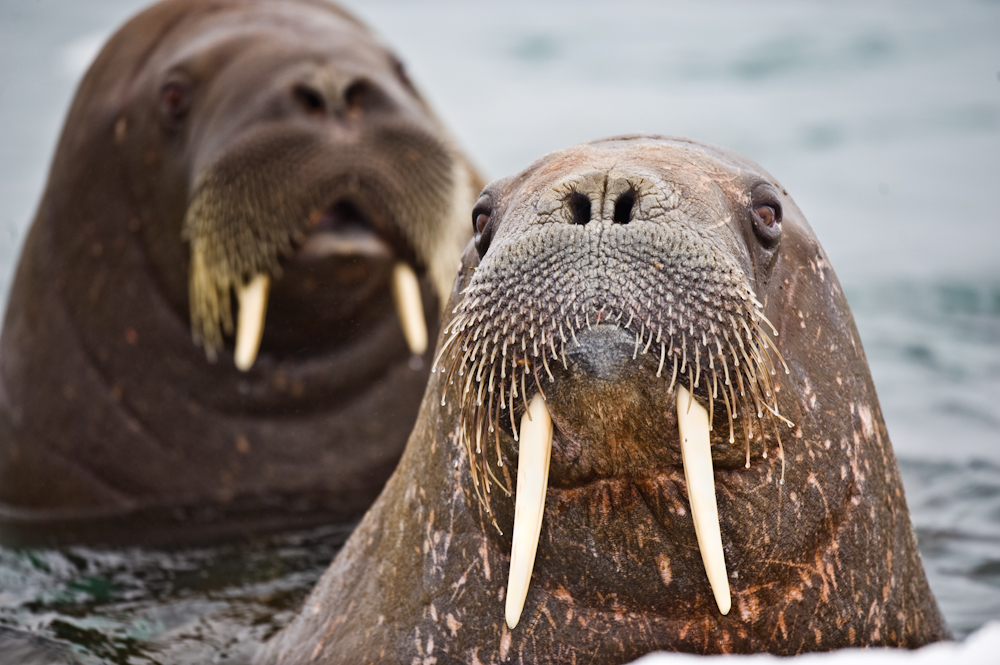 Pair of Walruses in the Arctic