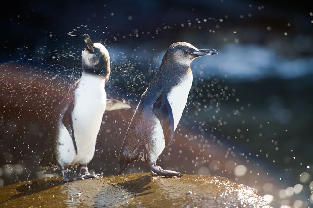Penguins in the Galapagos