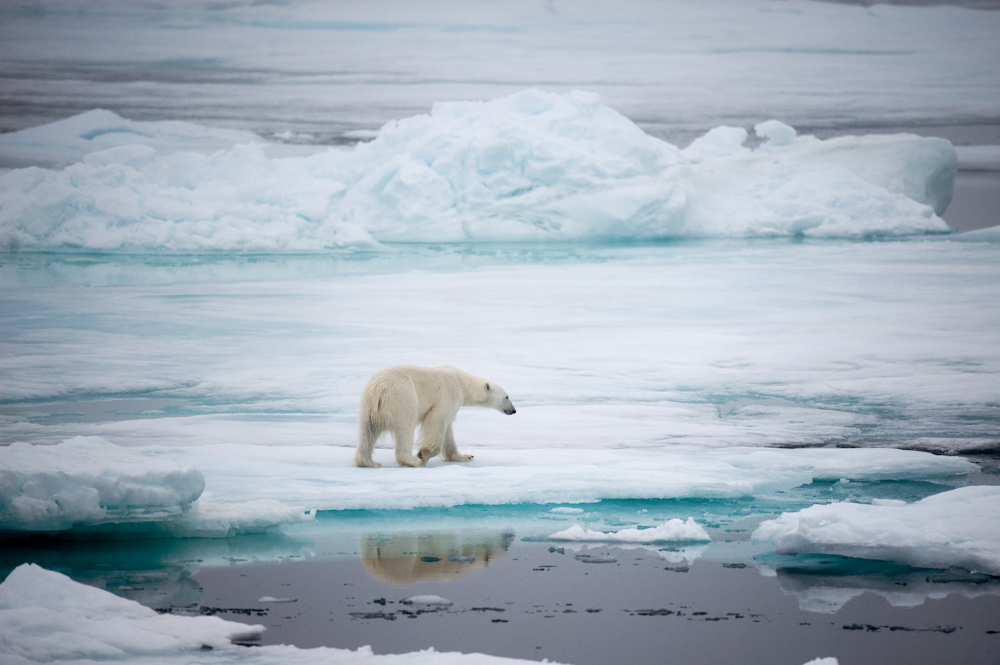Polar Bear Walking the Ice Floes in the Arctic