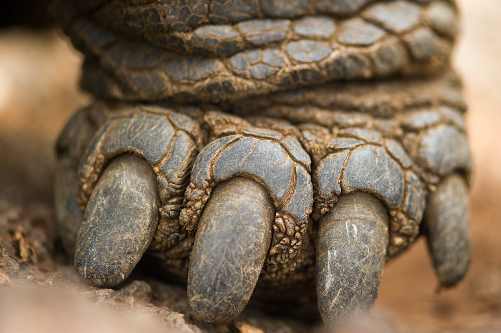 turtle toes shoes