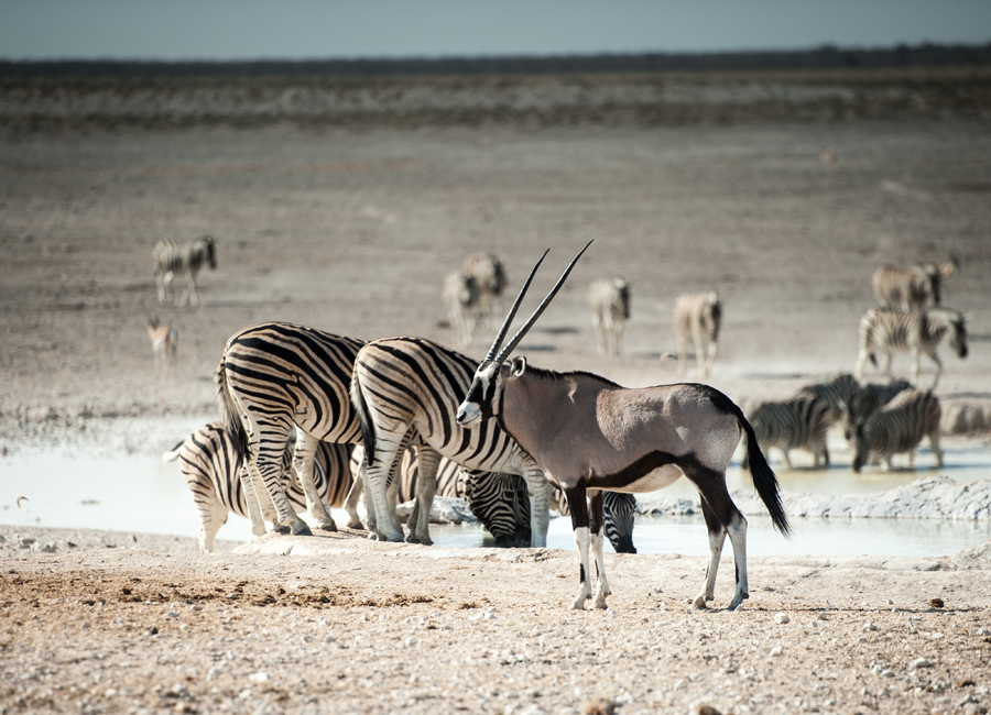 Zebras and Gemsbok at Ongava Game Reserve