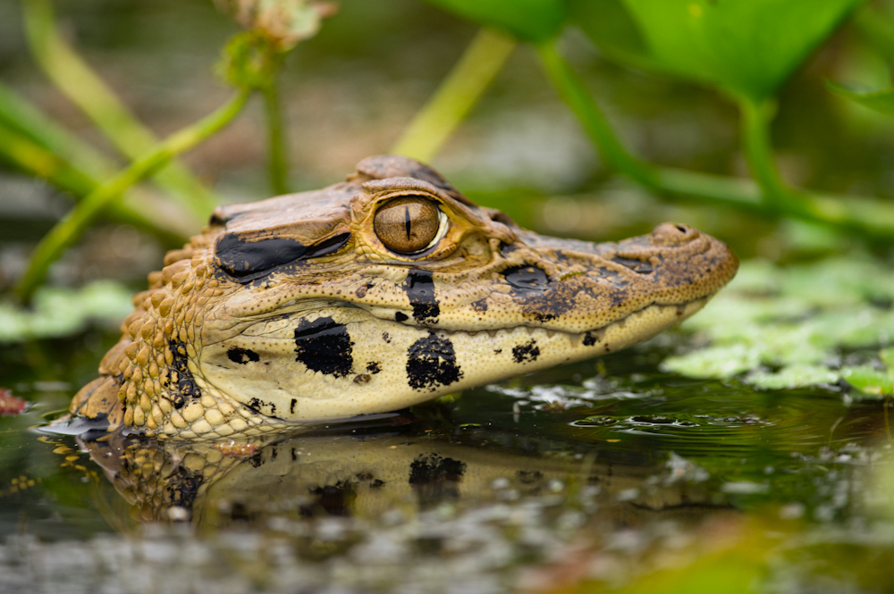 Crocodile in the Amazon at Yasuni National Park