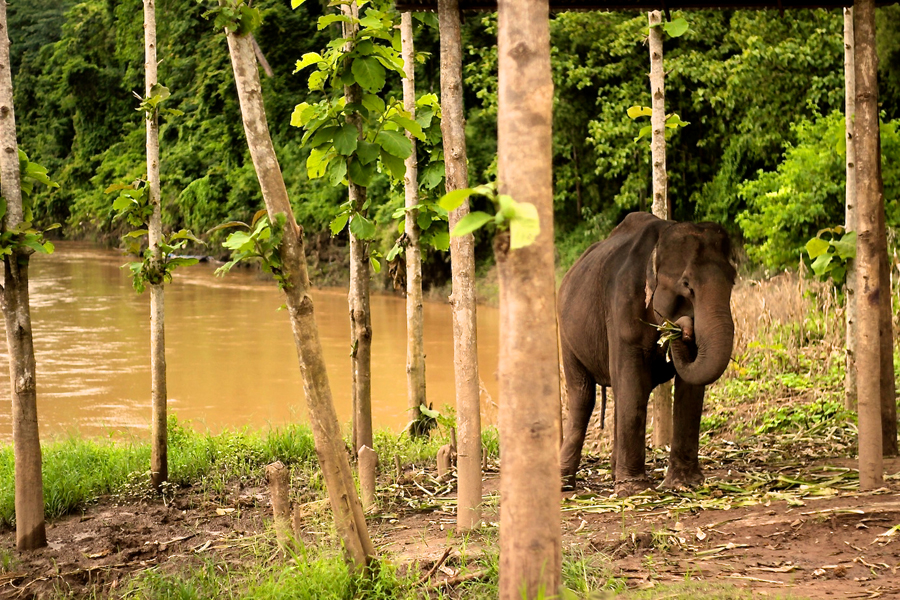 Elephant Eating in Laos