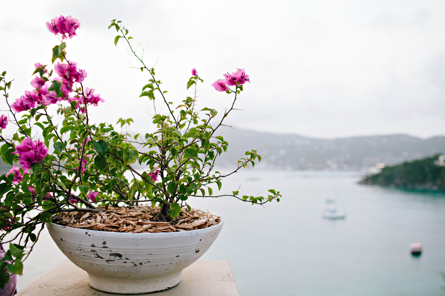 Flowers in St Thomas